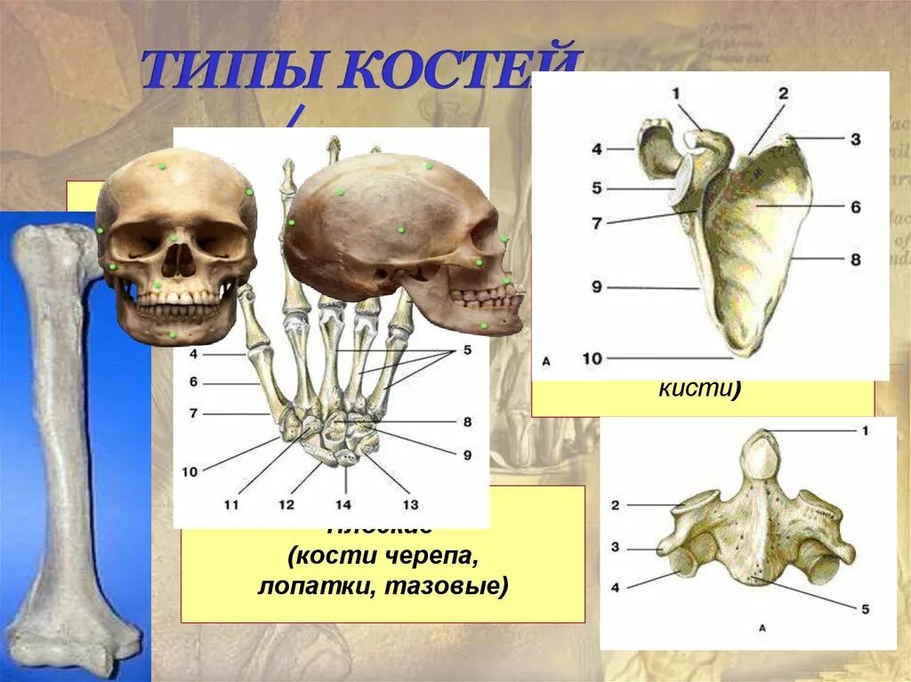 Губчатые кости Грудина. Типы костей. Плоские кости. Тип костей черепа.