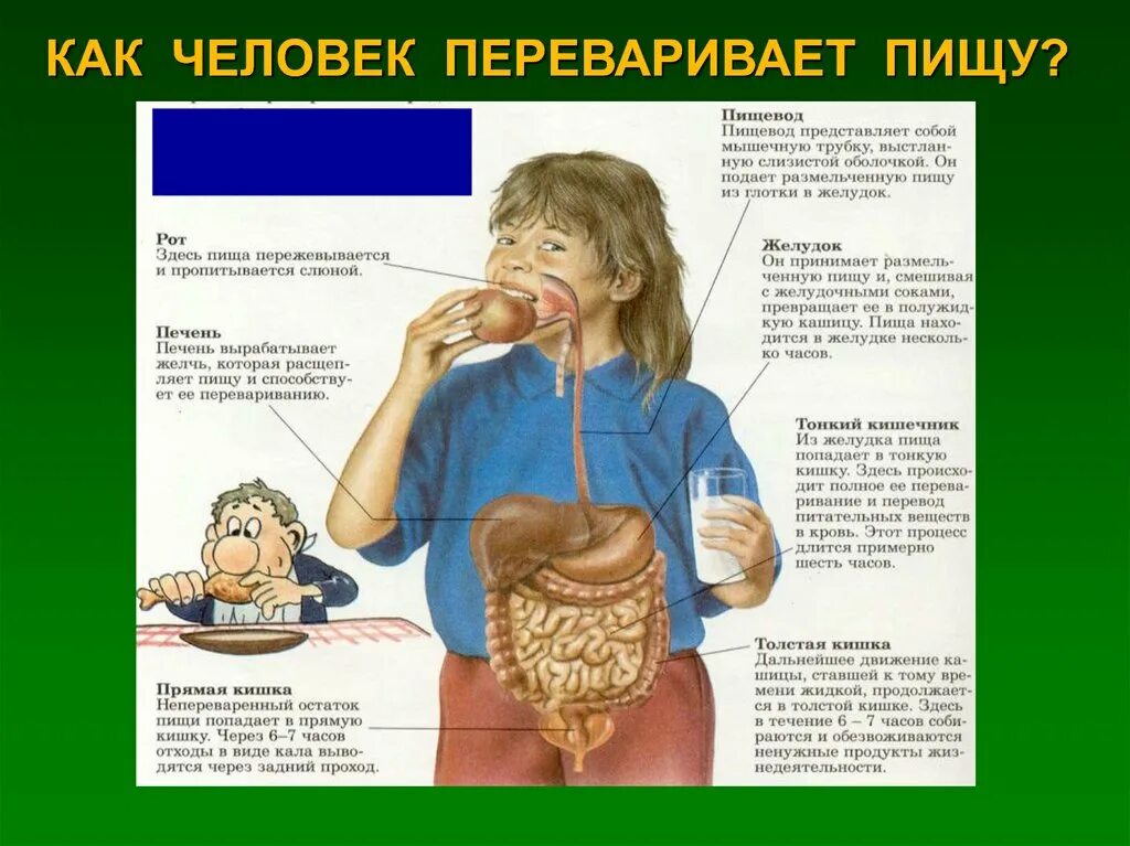 Плохо переваривается пища в желудке. Переваривание пищи. Как переваривается еда. Как организм переваривает еду. Как переваривается пища у человека.