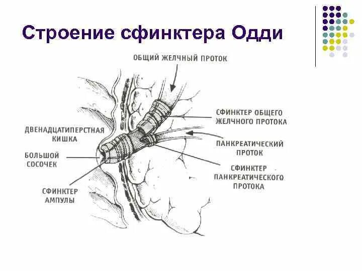 Анатомические элементы сфинктера Одди. Желчный пузырь сфинктер Одди анатомия. Сфинктер Одди располагается. Сфинктер Одди анатомия человека. Сфинктер расположение