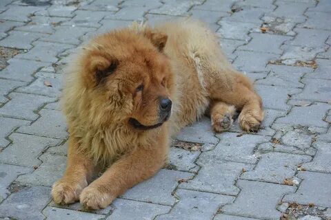 К чему снится собака лев