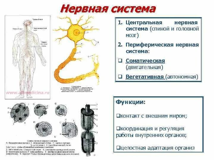 Из чего состоит нервная система. Периферическая нервная система состоит из. Нервная система человека 3 класс окружающий мир. Из каких веществ состоит нервная система. Центральная и периферическая нервная система функции