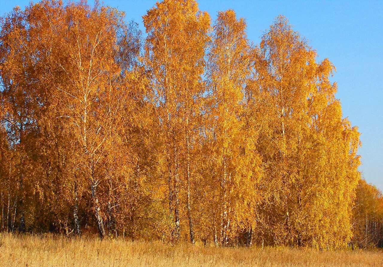 Осенняя береза. Береза бородавчатая осень. Осеннее дерево береза. Береза осенью. Осенняя Березка.