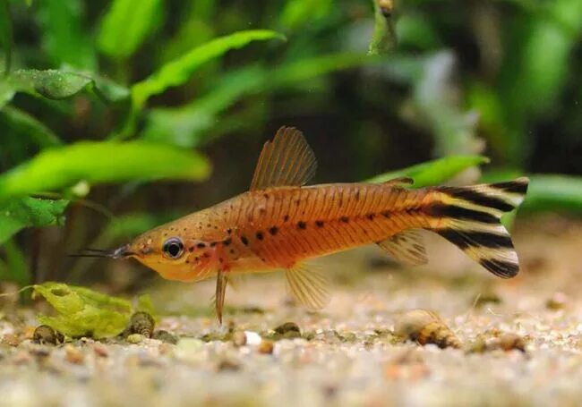 Dianema longibarbis. Полосатохвостая дианема. Дианема полосатохвостая купить. Дианема. Дианема лонгибарбис.