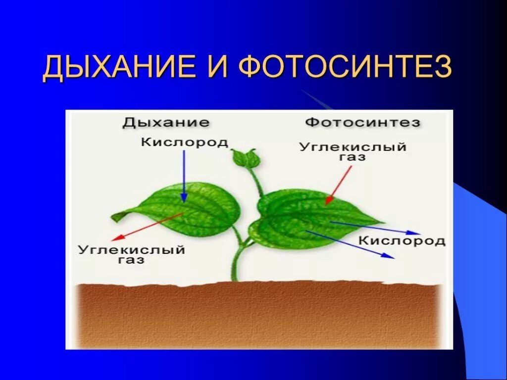 Проверочная работа по теме дыхание растений. Процесс дыхания растений. Питание растений. Фотосинтез и дыхание. Схема фотосинтеза и дыхания растений.