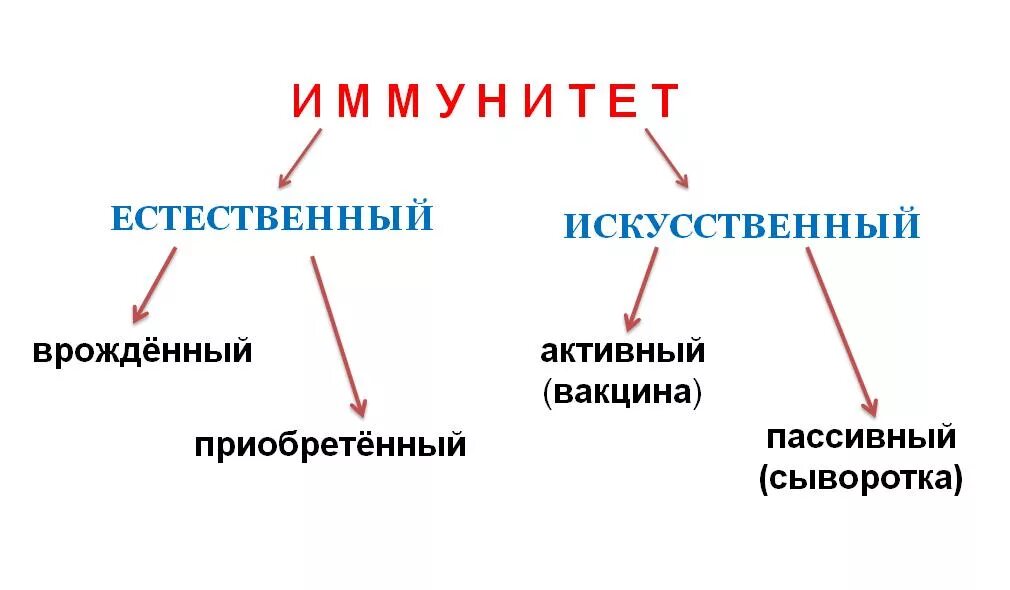 Иммунитет. Иммунитет человека. Иммутин. Типы иммунитета. Естественный иммунитет особенности