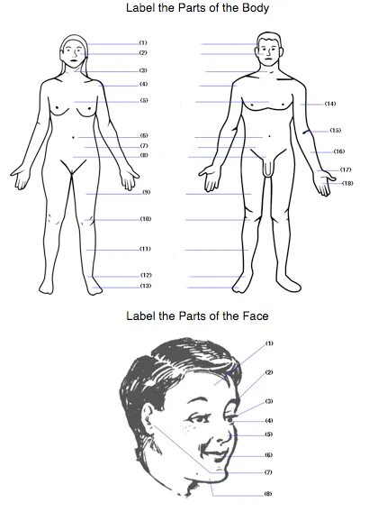 Body parts. Label parts of the body worksheets. Части тела человека для детей. Label the parts of the body. Человек части тела задания для дошкольников.