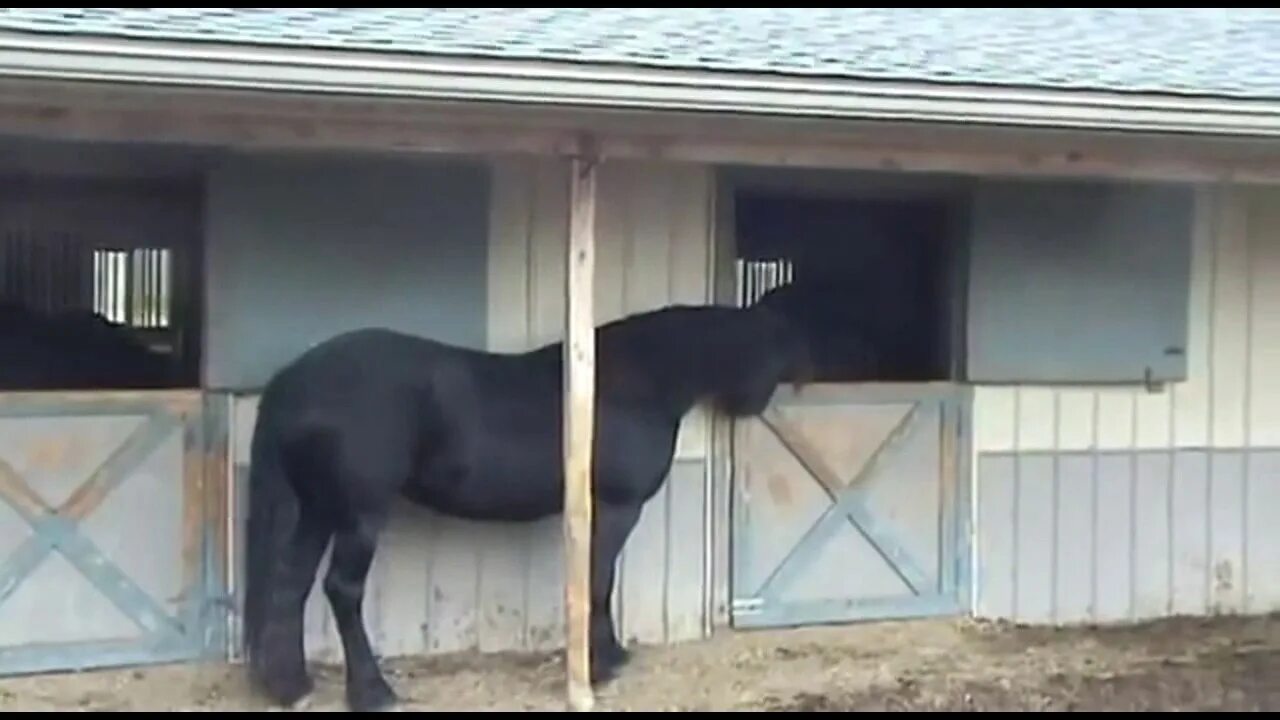 Самая умная лошадь в мире. Horse побег из конюшни. Владелец конюшни. Жеребец в деле. Хозяин конюшен