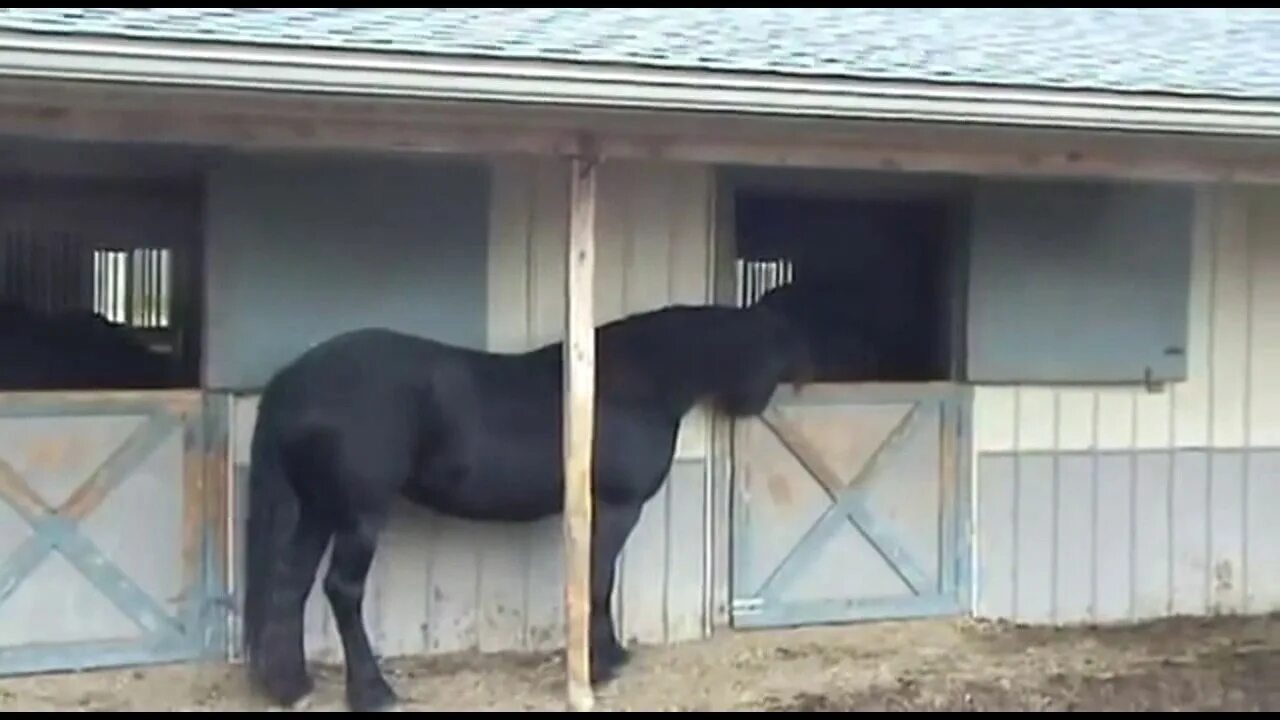 Побег из конюшни. Самая умная лошадь в мире. Horse побег из конюшни. Владелец конюшни. Жеребец в деле.