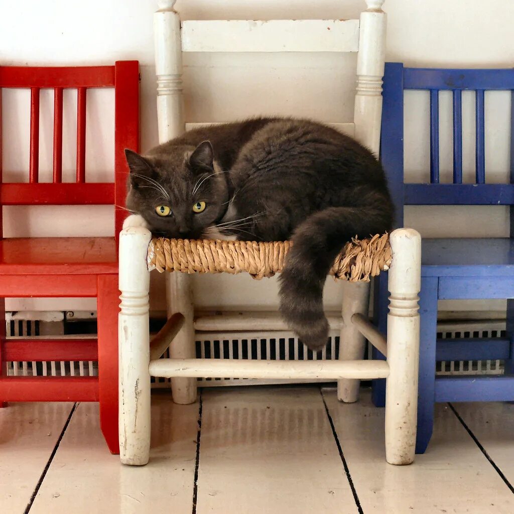 Кот в табуретке. Кошка на стуле. Табурет для кошки. The cat is the chair