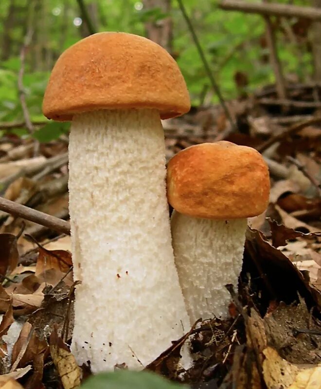 Гриб подосиновик большой. Leccinum albostipitatum. Подосиновик гриб. Подосиновик красный. Подосиновик белый.