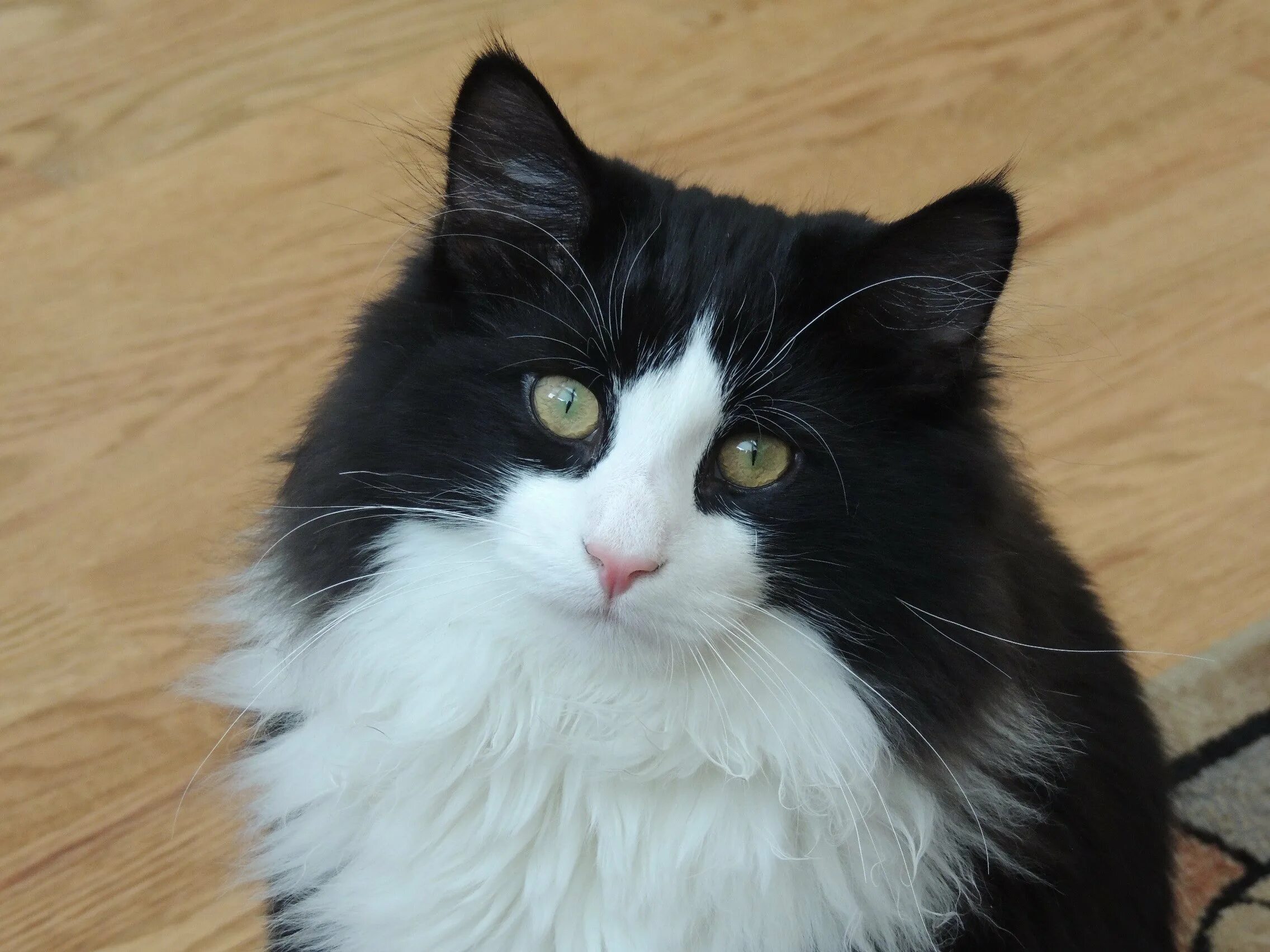 Порода черно белых кошек с фотографиями. Норвежская Лесная биколор. Норвежская Лесная кошка биколор. Шантильи Тиффани кошка. Норвежская Лесная кошка черно-белая.