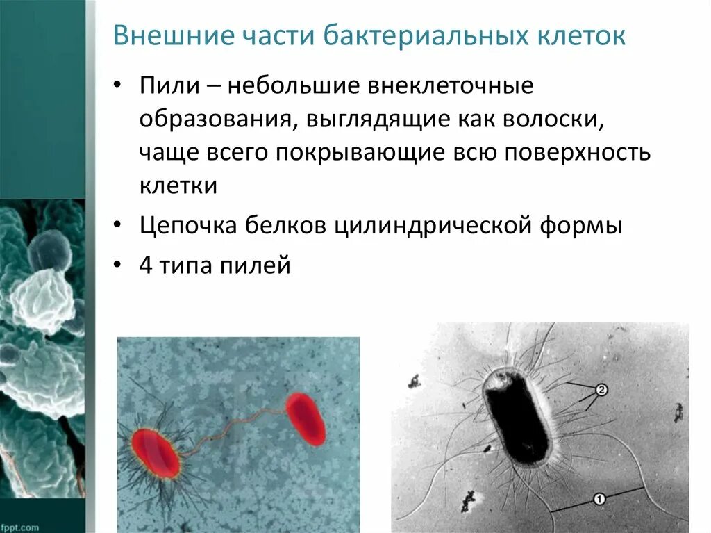 Пили у простейших. Пили в бактериальной клетке. Пили бактерий функции. Функции пилей у бактерий. Типы пилей у бактерий.