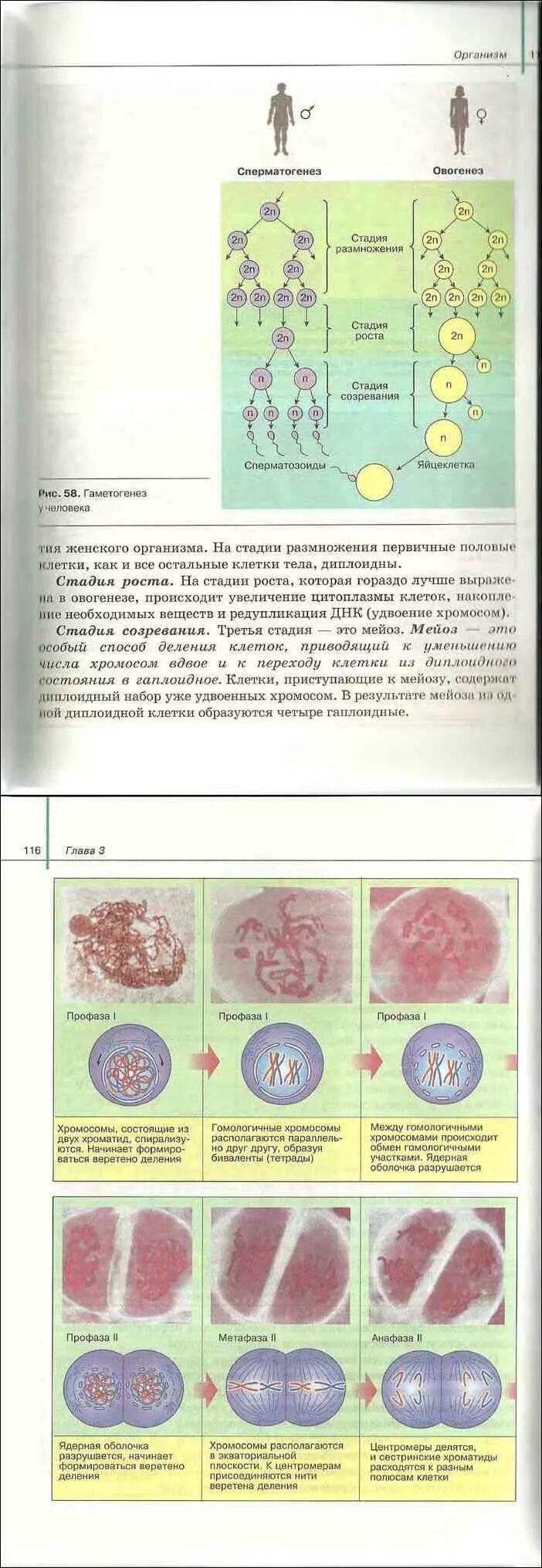 Сивоглазов агафонова захарова биология 11 класс. Коронавирус в учебнике по биологии СССР. Учебник биологии 10 - 11класс Сивоглазов Агафонова Захарова. Ковид учебник биологии. Ковид в учебнике по биологии.