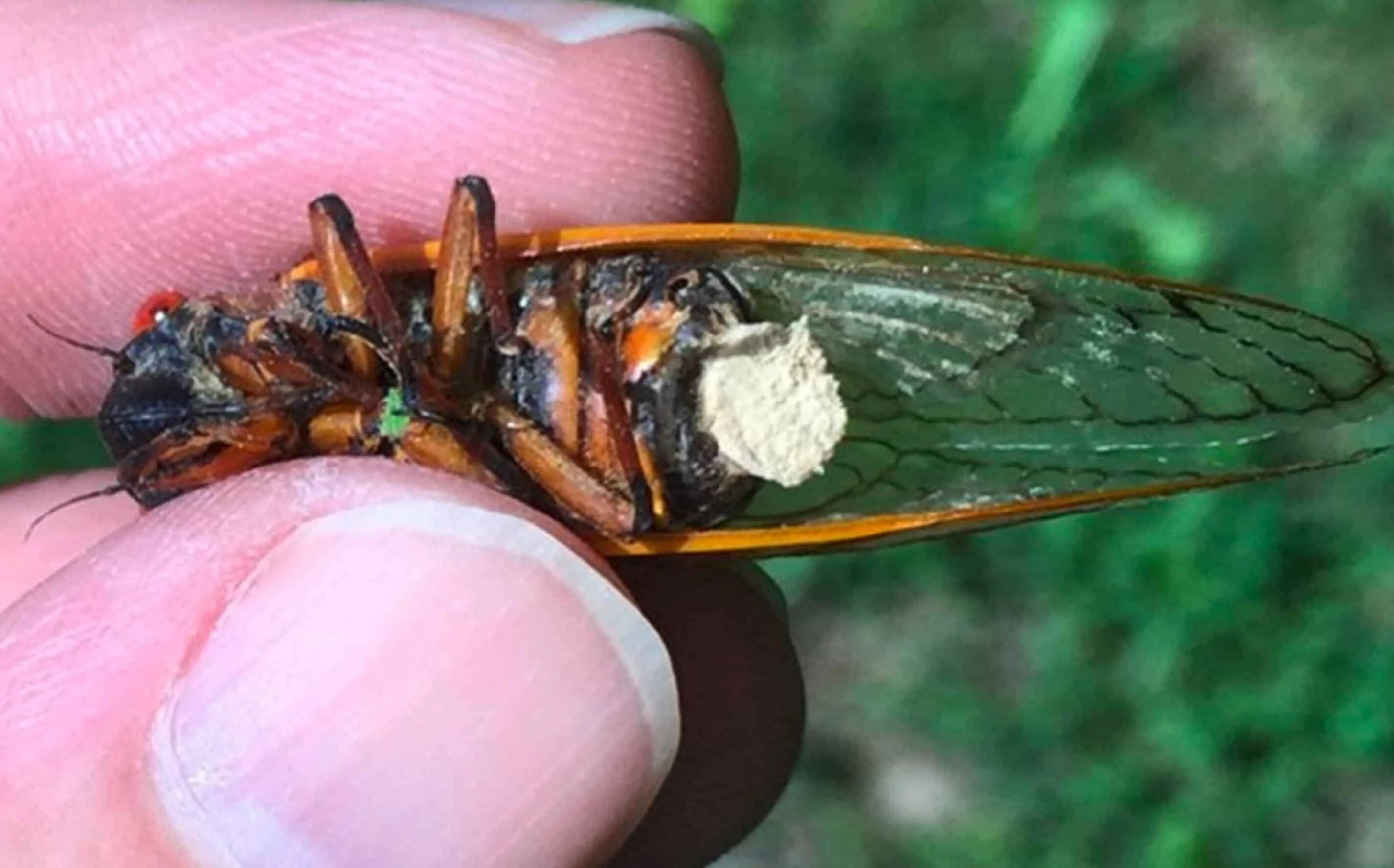 Звонят цикады впр. Massospora Cicadina. Личинка цикады. Линька цикады. Периодическая цикада личинка.