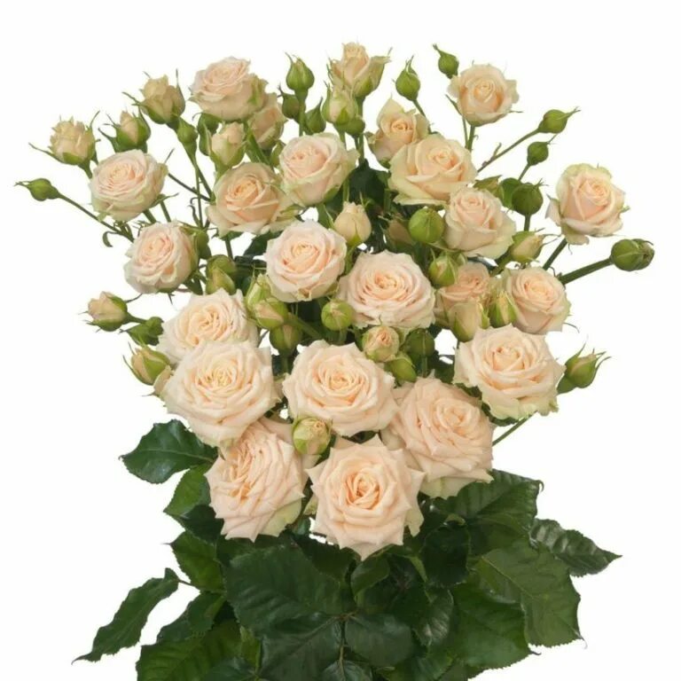 Цветы и аксессуары оптом (Воронеж)  " " Роза кустовая Lovely Lydia