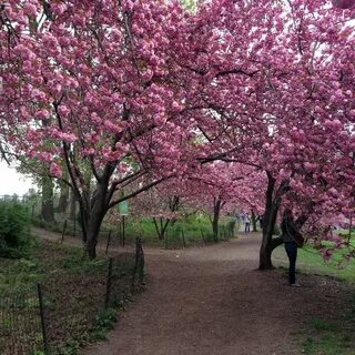Сакура в екатерининском парке