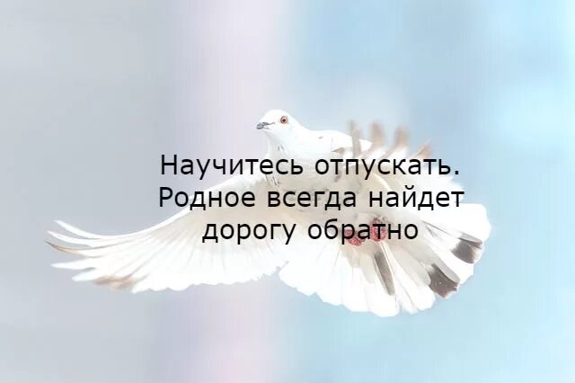 Счастье всегда найдет. Научитесь отпускать счастье всегда. Сильнее всех владеющий собой Сенека. Научитесь отпускать счастье найдет дорогу обратно. Если хочешь быть любимым люби Сенека.