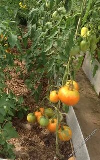 Медовый спас томаты урожайность