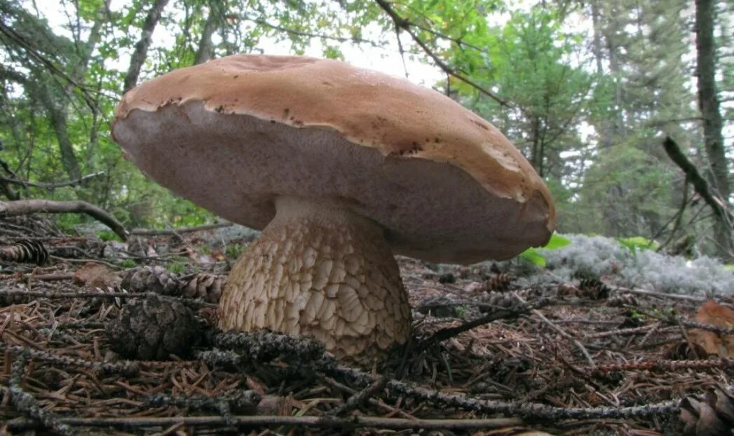 Желчный гриб какой. Ложный Боровик белый гриб. Ложный Боровик, желчный гриб. Горчак, ложный белый гриб. Боровик и горчак.