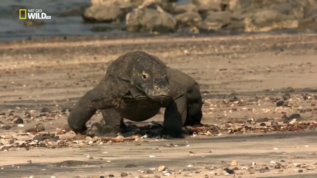 Гребнистый крокодил в море. Топ 10 самых опасных. Широкомордый кайман. Королевская тропа (каминито-дель-рей) (испания). Эль-каминито-дель-рей испания.