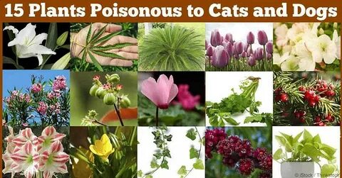 Poison plant