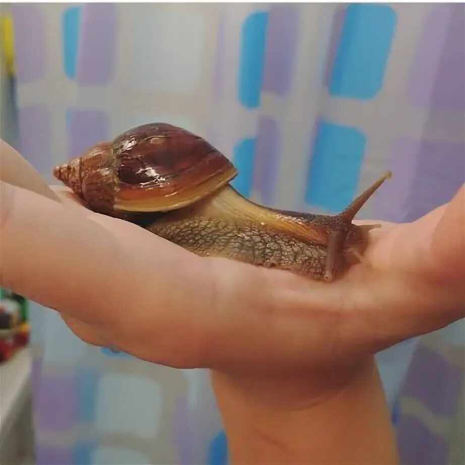 Pin by luminousmortal on ули фото Giant african land snails, Cute animals, Cute 