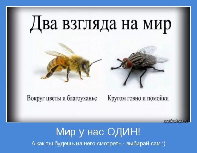 Ничего не видеть вокруг. Муха и пчела взгляд на мир. Два взгляда на жизнь пчела и Муха. Два взгляда. Два взгляда на мир.