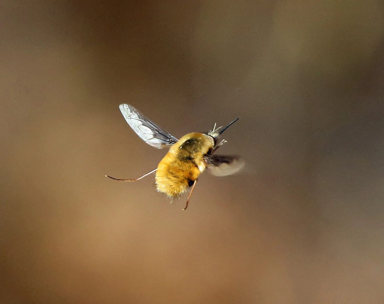 Bee fly. Пчелы летают. Пчела летит. Что такое парят пчелы. Пчела взлетает.