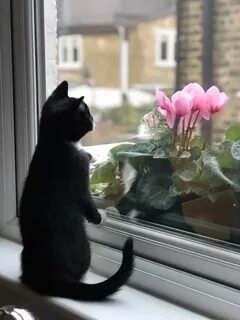 Кот ждет