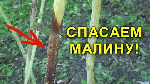 Искореняющая обработка малины осенью мочевиной
