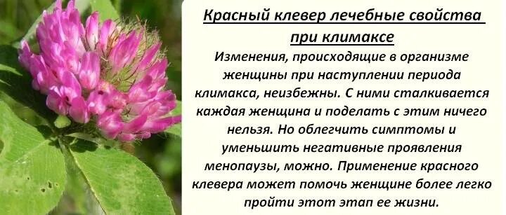 Клевер луговой польза. Лекарственные растения Клевер Луговой. Клевер в народной медицине красный Луговой. Клевер красный лекарственные характеристики. Клевер Луговой красный при климакс.