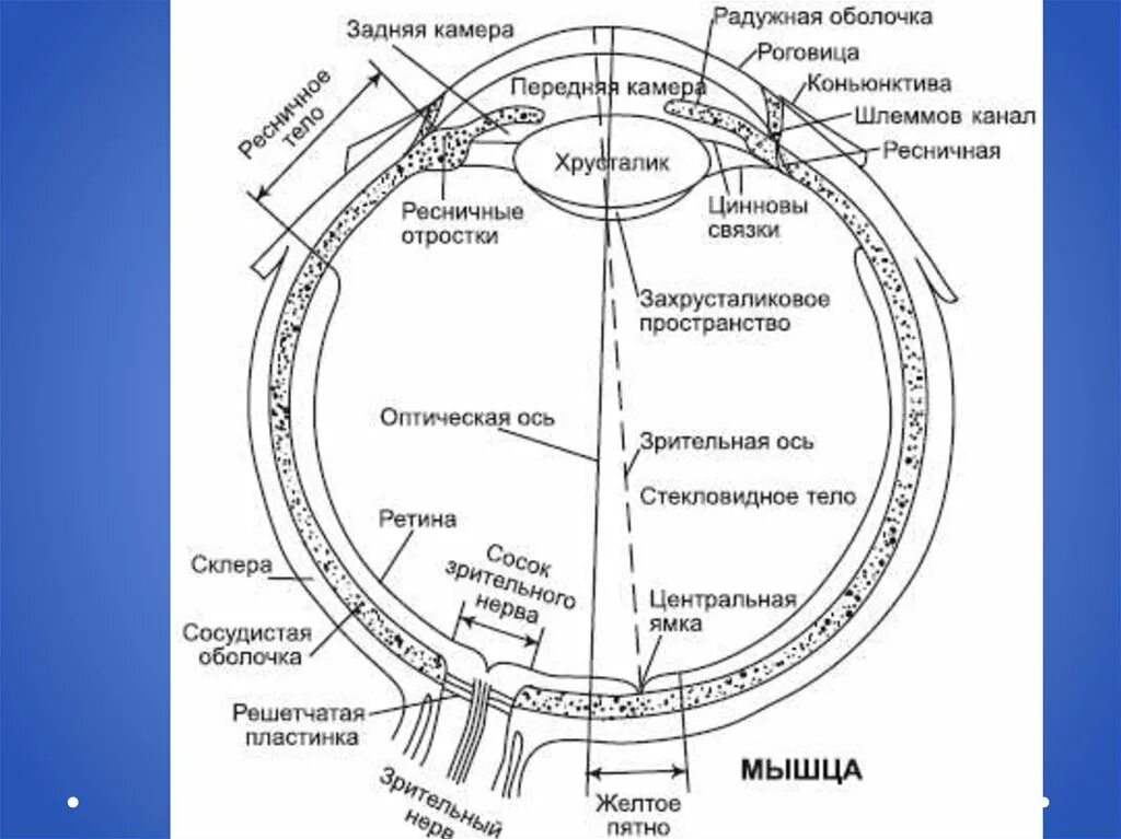 Ось внутри оси. Зрительная ось глаза анатомия. Зрительная ось глазного яблока. Наружная и внутренняя ось глазного яблока. Строение глаза и Зрительная ось.