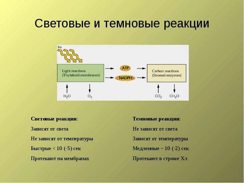 Фотофизические процессы световой фазы. Световая фаза фотосинтеза происходит. Фотосистема 1. Освещенность реакция. Освещенность реакция.