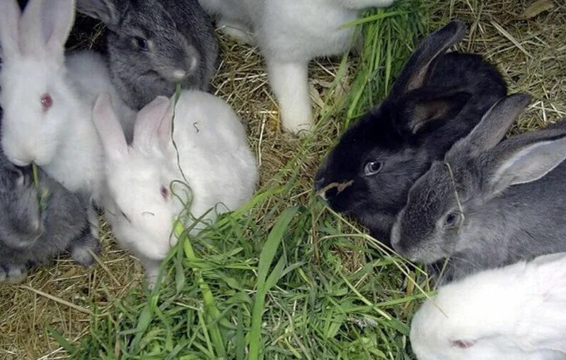Кроликам можно клубнику. Много кроликов. Еда для кроликов. Пушные звери кролики. Размножение кроликов.