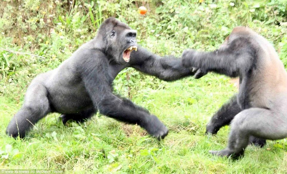 Обезьяна кидает обезьяну. Драка горилл. Гориллы дерутся. Горилла, самец. Две гориллы.