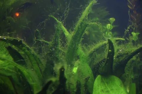Сине зеленые водоросли в аквариуме как избавиться