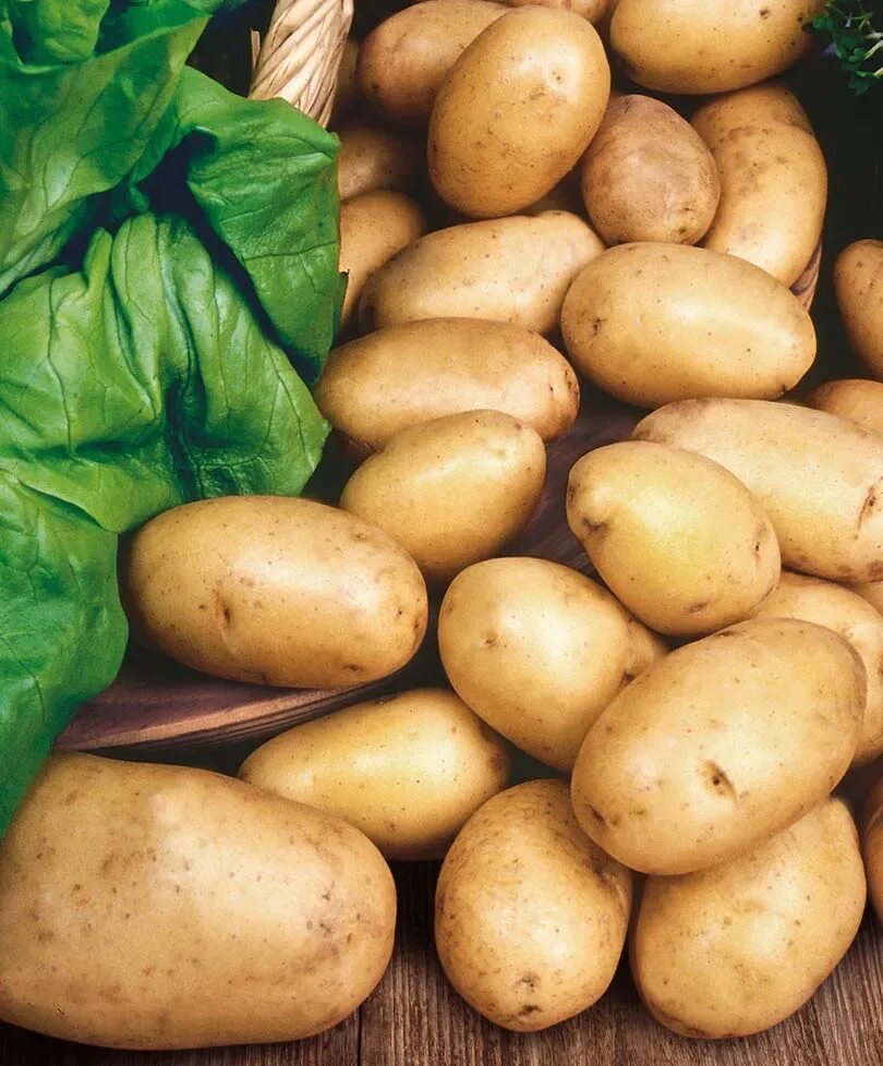 Картофель родрига. Сорт картофеля Банба. Картофель сорт Бриз. Семена картошки Бриз. Картофель семенной Венета.