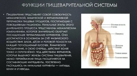 Переваривания пищи начинается вне