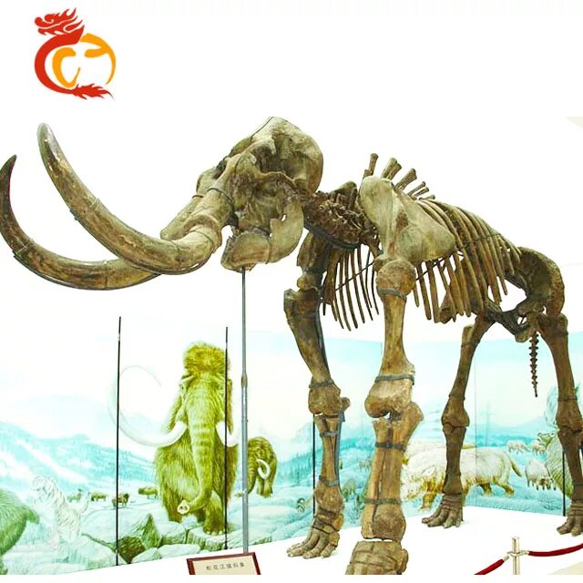 Мамонт блад. Мамонт Сунгари (Mammuthus sungari). Fossil Mammoth. Скелет шерстистого мамонта. Настоящий скелет мамонта.