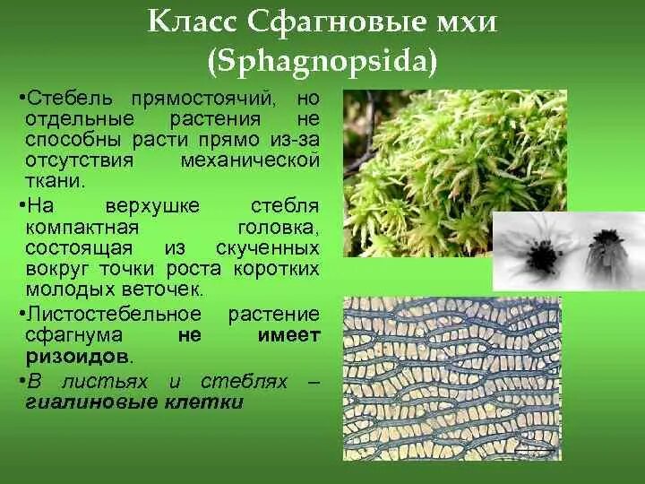 Сфагновые мхи ткань. Клетки сфагновых мхов. Ткани сфагнума. Структура сфагновых мхов. Мхи имеют органы ткани