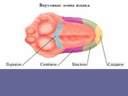 Вкусовая зона находится