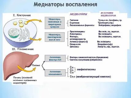 Медиаторы простагландины