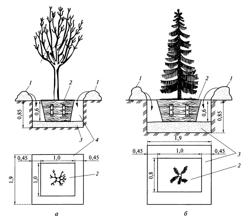 Размер хвойных растений. Посадка крупномерных деревьев схема. Схема посадки деревьев и кустарников с открытой корневой системой. Схема посадки плодовых деревьев и кустарников на участке. Схема посадки деревьев и кустарников с комом.
