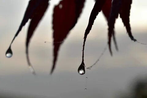 Как слезть с капель форум