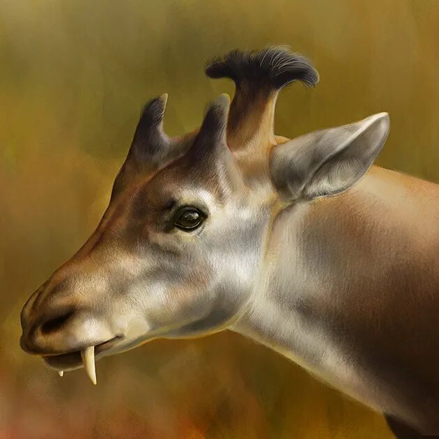 копытные млекопитающие. антилопы непарнокопытные. копытные млекопитающие. копытные млекопитающие. краснолобая газель.