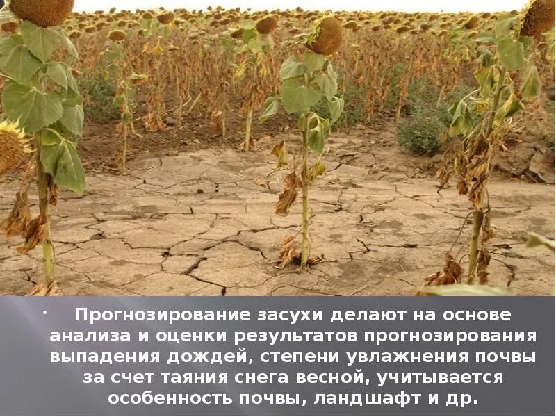 Прогнозирование почвы. Прогнозирование засухи. описание засухи. сообщение о засухе. засуха доклад.