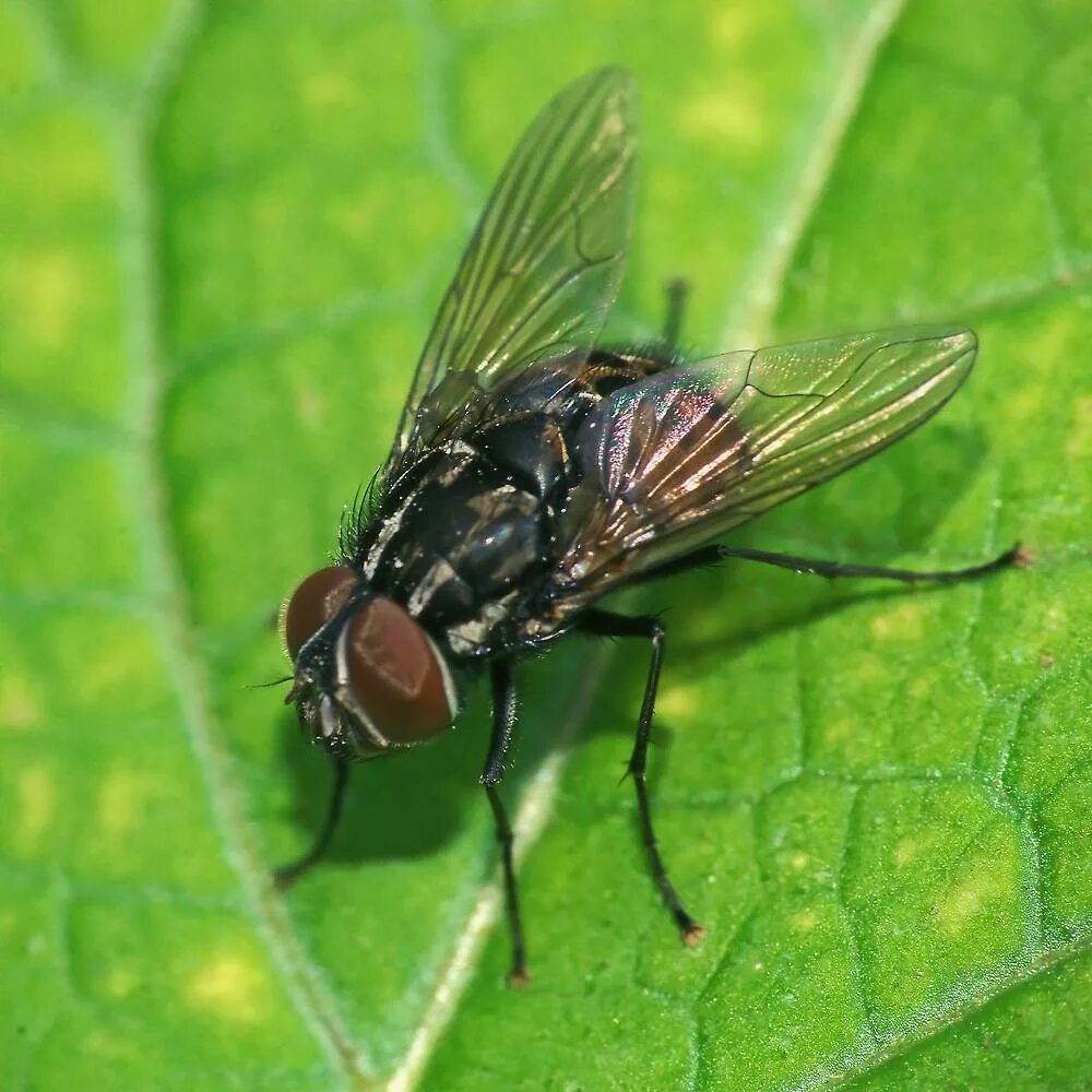 Семейство мухи настоящие - Muscidae. Муха Мусцида. Calliphoridae Муха. Муха семейства Calliphoridae.