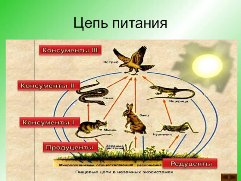 Орел консумент какого. Цепи питания. Пищевая цепочка. Пищевая цепочка питания. Схема цепи питания.