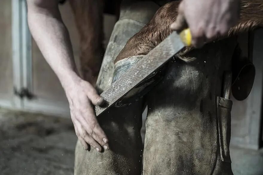 Подкованная лошадь. Кузнец лошадь. Кузнец подковывает лошадь. Расчистка и ковка копыт. Подковать коня.