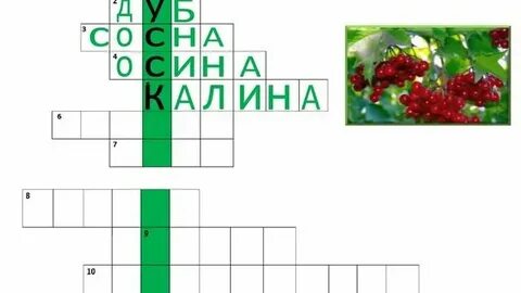 Лес сканворд 4